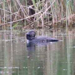 Biziura lobata (Musk Duck) at Splitters Creek, NSW - 15 Oct 2021 by KylieWaldon