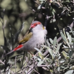 Neochmia temporalis (Red-browed Finch) at Hawker, ACT - 16 Oct 2021 by AlisonMilton