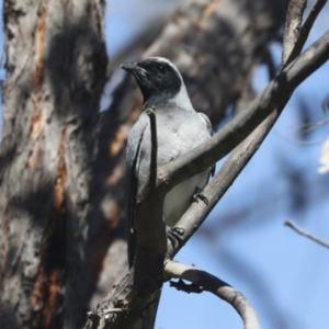 Coracina novaehollandiae at Hawker, ACT - 17 Oct 2021