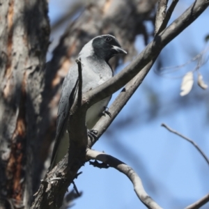 Coracina novaehollandiae at Hawker, ACT - 17 Oct 2021