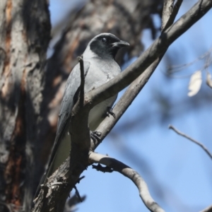 Coracina novaehollandiae at Hawker, ACT - 17 Oct 2021