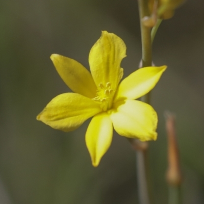 Bulbine bulbosa (Golden Lily) at Hawker, ACT - 17 Oct 2021 by AlisonMilton