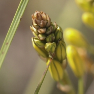 Bulbine bulbosa at Hawker, ACT - 17 Oct 2021