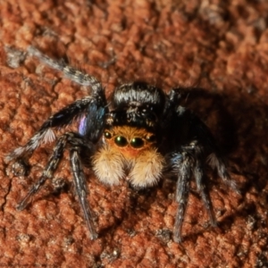 Euophryinae sp.(Undescribed) (subfamily) at Molonglo Valley, ACT - 18 Oct 2021