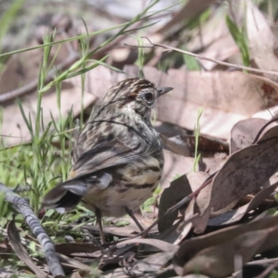 Pyrrholaemus sagittatus (Speckled Warbler) at Hawker, ACT - 17 Oct 2021 by AlisonMilton