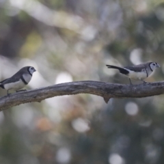 Stizoptera bichenovii (Double-barred Finch) at Hawker, ACT - 17 Oct 2021 by AlisonMilton