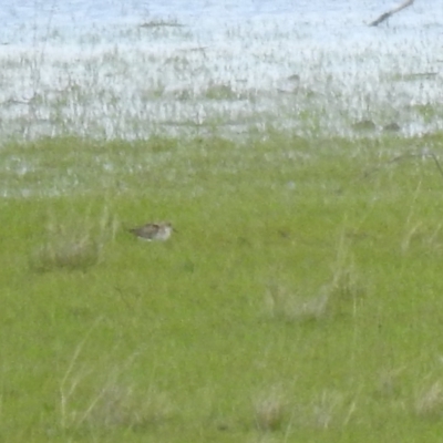 Calidris ruficollis (Red-necked Stint) at suppressed - 16 Oct 2021 by Liam.m