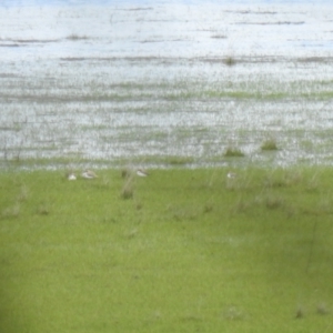 Anarhynchus ruficapillus at Lake George, NSW - suppressed