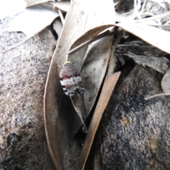 Platybrachys decemmacula (Green-faced gum hopper) at Carwoola, NSW - 11 Oct 2021 by Liam.m