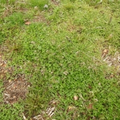 Capsella bursa-pastoris (Shepherd's Purse) at Carwoola, NSW - 12 Oct 2021 by Liam.m