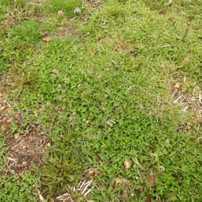 Capsella bursa-pastoris (Shepherd's Purse) at Carwoola, NSW - 12 Oct 2021 by Liam.m