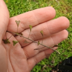 Capsella bursa-pastoris at Carwoola, NSW - 12 Oct 2021