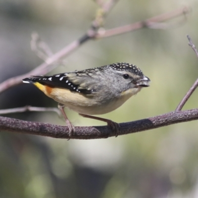 Pardalotus punctatus (Spotted Pardalote) at Hawker, ACT - 17 Oct 2021 by AlisonMilton