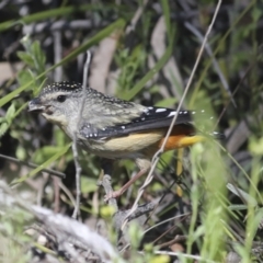 Pardalotus punctatus at Hawker, ACT - 17 Oct 2021