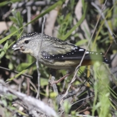 Pardalotus punctatus at Hawker, ACT - 17 Oct 2021