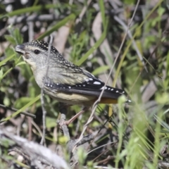 Pardalotus punctatus at Hawker, ACT - 17 Oct 2021