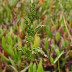 Poa bulbosa (Bulbous Meadow-grass) at Carwoola, NSW - 12 Oct 2021 by Liam.m