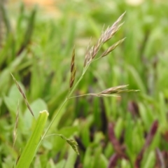 Bromus catharticus (Prairie Grass) at Carwoola, NSW - 12 Oct 2021 by Liam.m