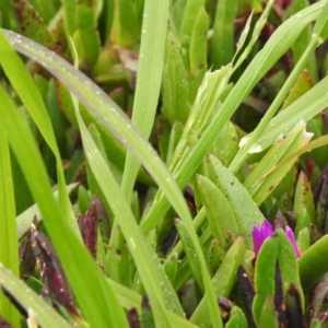 Bromus catharticus at Carwoola, NSW - 12 Oct 2021