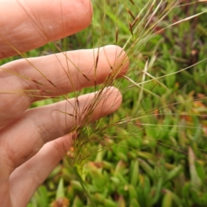 Austrostipa sp. at Carwoola, NSW - suppressed