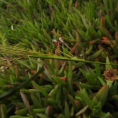 Austrostipa sp. at Carwoola, NSW - suppressed