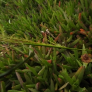 Austrostipa sp. at Carwoola, NSW - suppressed