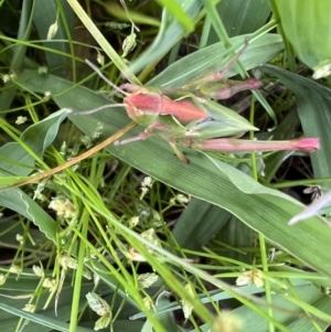 Perala viridis at Murrumbateman, NSW - 18 Oct 2021