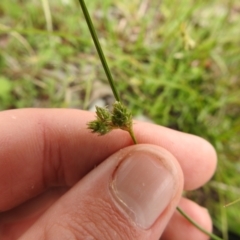 Carex inversa (Knob Sedge) at Carwoola, NSW - 12 Oct 2021 by Liam.m