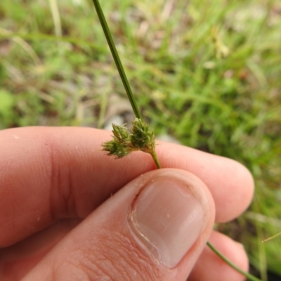 Carex inversa (Knob Sedge) at Carwoola, NSW - 12 Oct 2021 by Liam.m