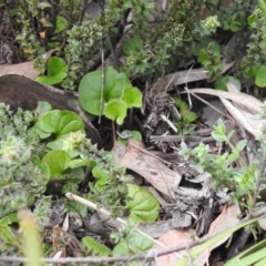 Viola sp. (Violet) at Carwoola, NSW - 12 Oct 2021 by Liam.m