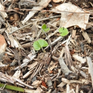 Viola sp. at Carwoola, NSW - 12 Oct 2021