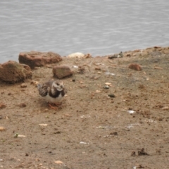 Arenaria interpres (Ruddy Turnstone) at Goulburn Wetlands - 15 Oct 2021 by Liam.m