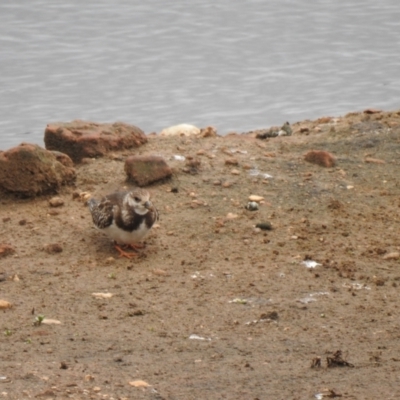 Arenaria interpres (Ruddy Turnstone) at Goulburn, NSW - 15 Oct 2021 by Liam.m