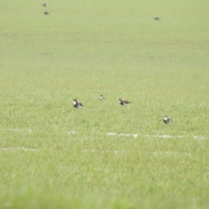 Vanellus tricolor at Wollogorang, NSW - 16 Oct 2021