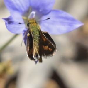 Ocybadistes walkeri at Hawker, ACT - 17 Oct 2021 03:29 PM