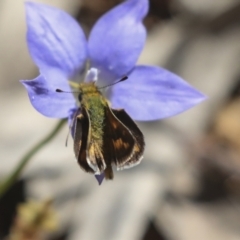 Ocybadistes walkeri at Hawker, ACT - 17 Oct 2021 03:29 PM