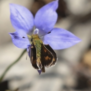 Ocybadistes walkeri at Hawker, ACT - 17 Oct 2021 03:29 PM