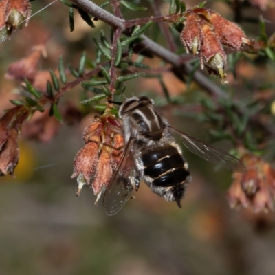 Trichophthalma laetilinea (Tangled Vein Fly) at Molonglo Valley, ACT - 18 Oct 2021 by Roger