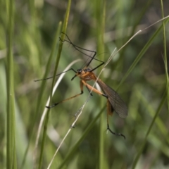 Harpobittacus australis (Hangingfly) at The Pinnacle - 17 Oct 2021 by AlisonMilton