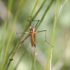 Harpobittacus australis at Hawker, ACT - 17 Oct 2021