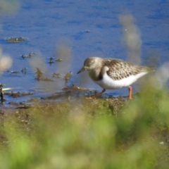 Arenaria interpres (Ruddy Turnstone) at Goulburn, NSW - 16 Oct 2021 by Liam.m