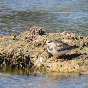 Arenaria interpres at Goulburn, NSW - 17 Oct 2021