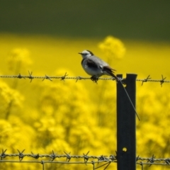 Epthianura albifrons (White-fronted Chat) at Wollogorang, NSW - 16 Oct 2021 by Liam.m