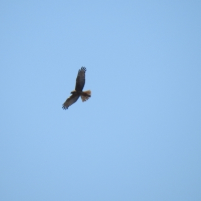 Circus approximans (Swamp Harrier) at Wollogorang, NSW - 17 Oct 2021 by Liam.m