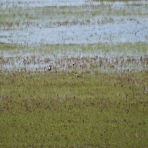 Vanellus tricolor at Lake George, NSW - 17 Oct 2021