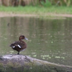 Aythya australis (Hardhead) at Splitters Creek, NSW - 15 Oct 2021 by KylieWaldon