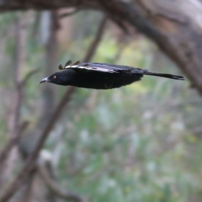 Corcorax melanorhamphos (White-winged Chough) at Splitters Creek, NSW - 15 Oct 2021 by KylieWaldon