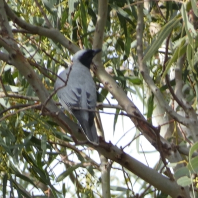Coracina novaehollandiae (Black-faced Cuckooshrike) at Jerrabomberra, NSW - 18 Oct 2021 by Steve_Bok