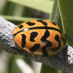 Cleobora mellyi (Southern Ladybird) at Hawker, ACT - 17 Oct 2021 by AlisonMilton