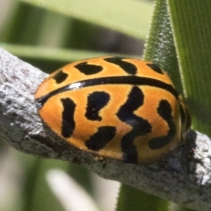 Cleobora mellyi at Hawker, ACT - 17 Oct 2021